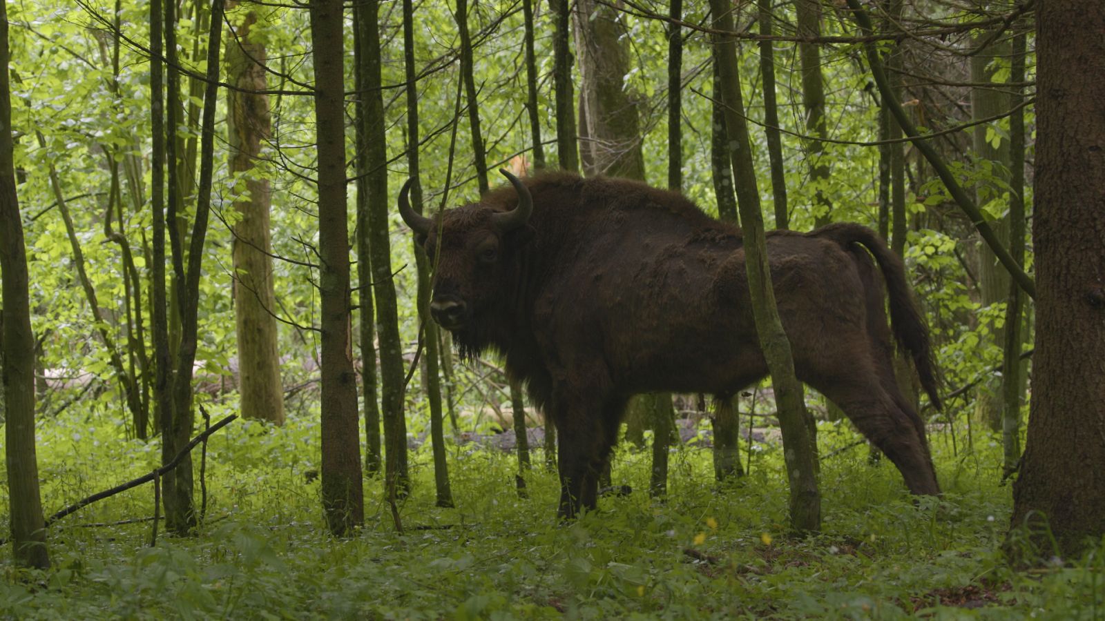 Somos documentales - El bisonte europeo, el coloso del bosque