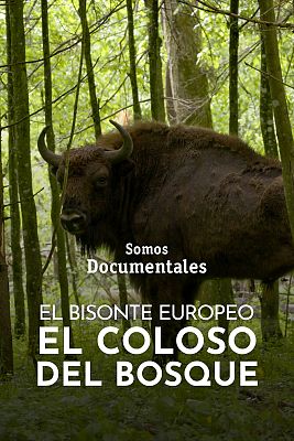 Somos Documentales - El bisonte europeo, el coloso del bosque