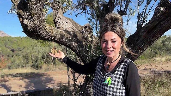 Com fer una menjadora per alimentar ocells a l'hivern