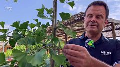 Va de Verd - El ginko biloba, l'arbre que va coinviure amb els dinosaures