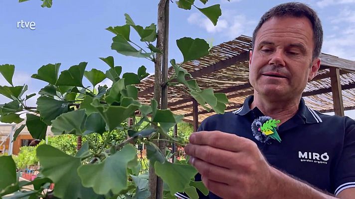 El ginko biloba, l'arbre que va conviure amb els dinosaures