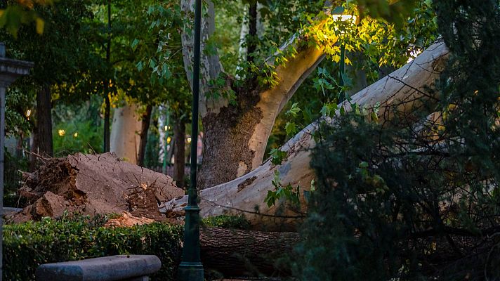 Cómo evitar la caída de árboles y ramas en borrascas como Ciarán
