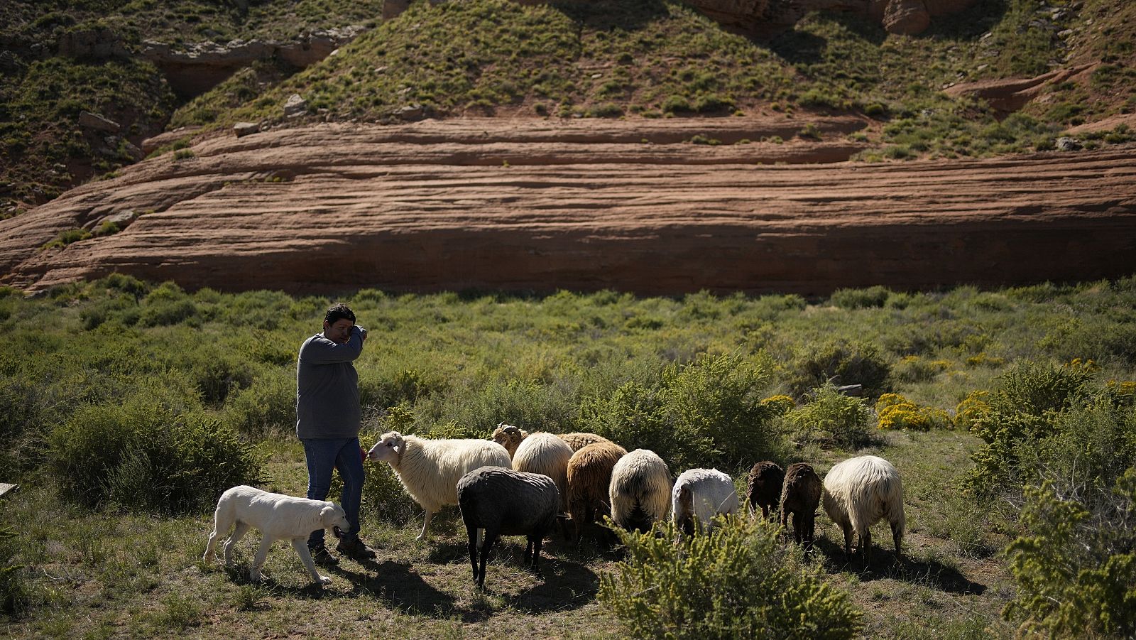 Los últimos pastores trashumantes de Cuenca, del campo a TikTok