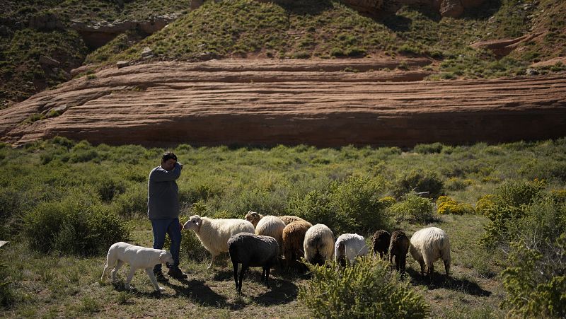 Los ltimos pastores trashumantes de Cuenca, del campo a TikTok