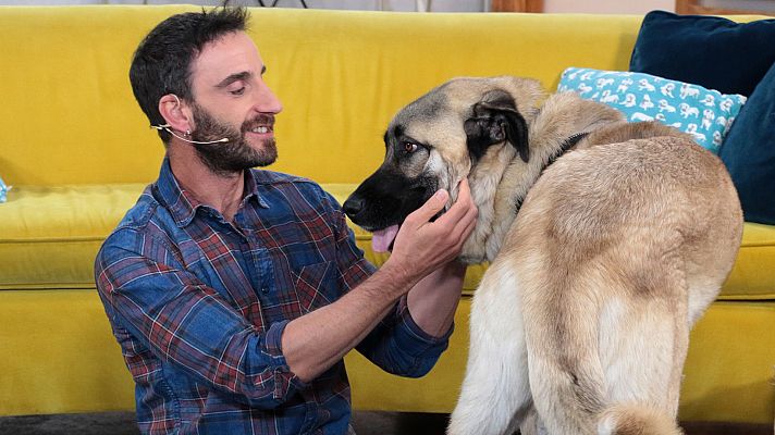 Dani Rovira estrena 'Un día de perros' en RTVE Play
