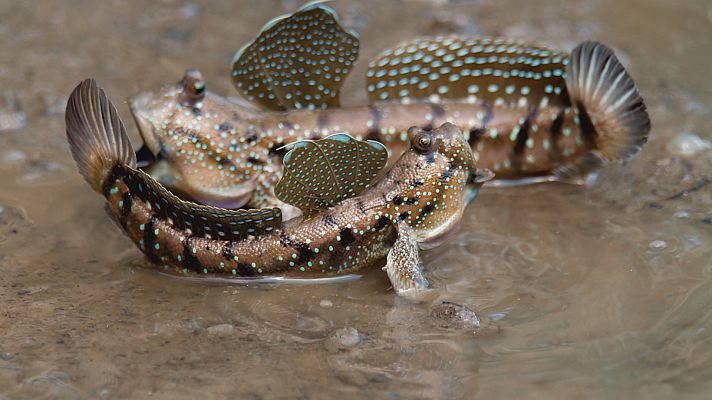 Del amanecer al crepúsculo - El día más largo en el continente asiático