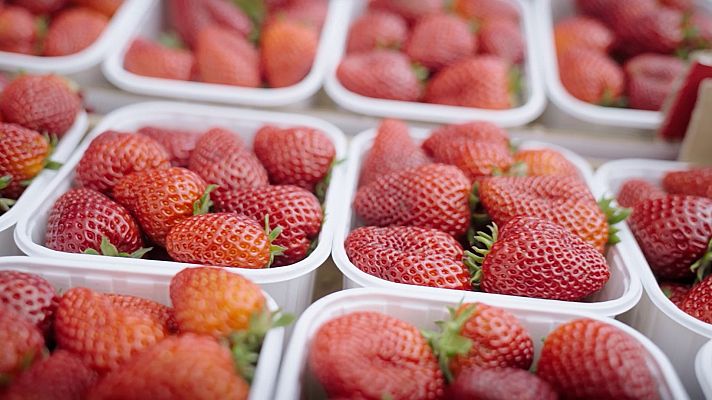 La recepta perduda - Les maduixes del Maresme