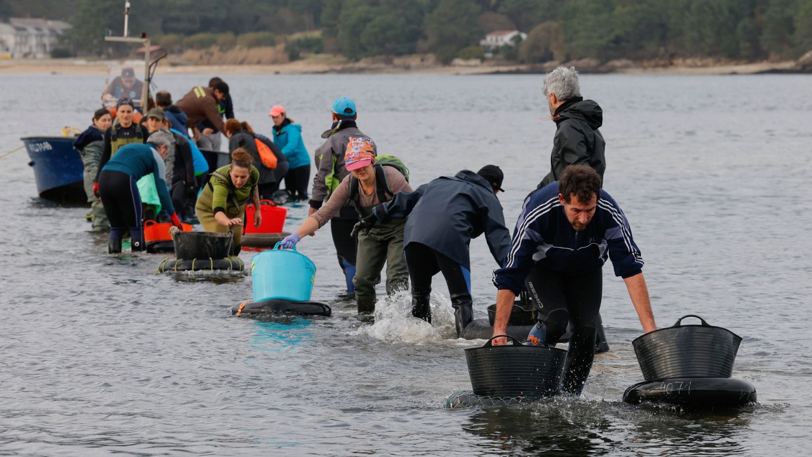 Mariscadoras gallegas intentan salvar la campaña de Navidad devolviendo almejas y berberechos al mar