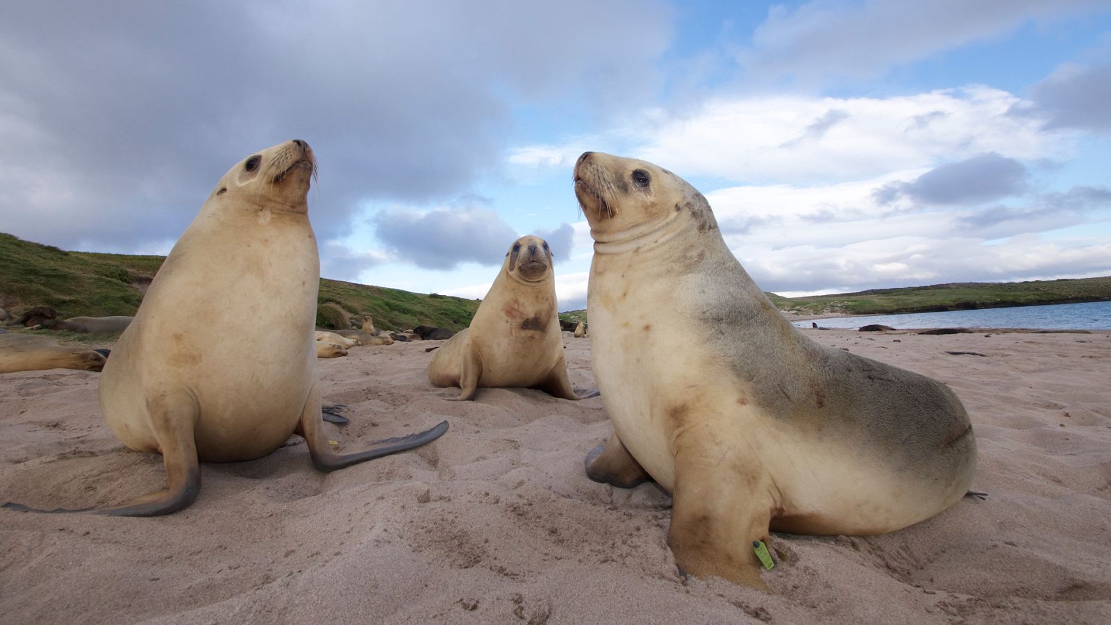 Del amanecer al crepúsculo - Episodio 3: Navidad en Nueva Zelanda - ver ahora