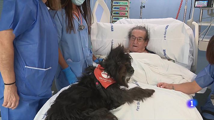 L'Informatiu - Gossos terapèutics a la UCI: l'Hospital del Mar engega un programa per millorar l'estat dels pacients