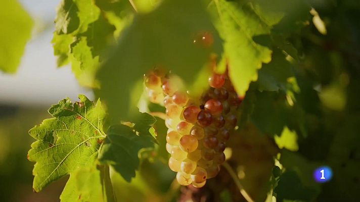 Informativo Telerioja - Telerioja en 2' -09-11-2023