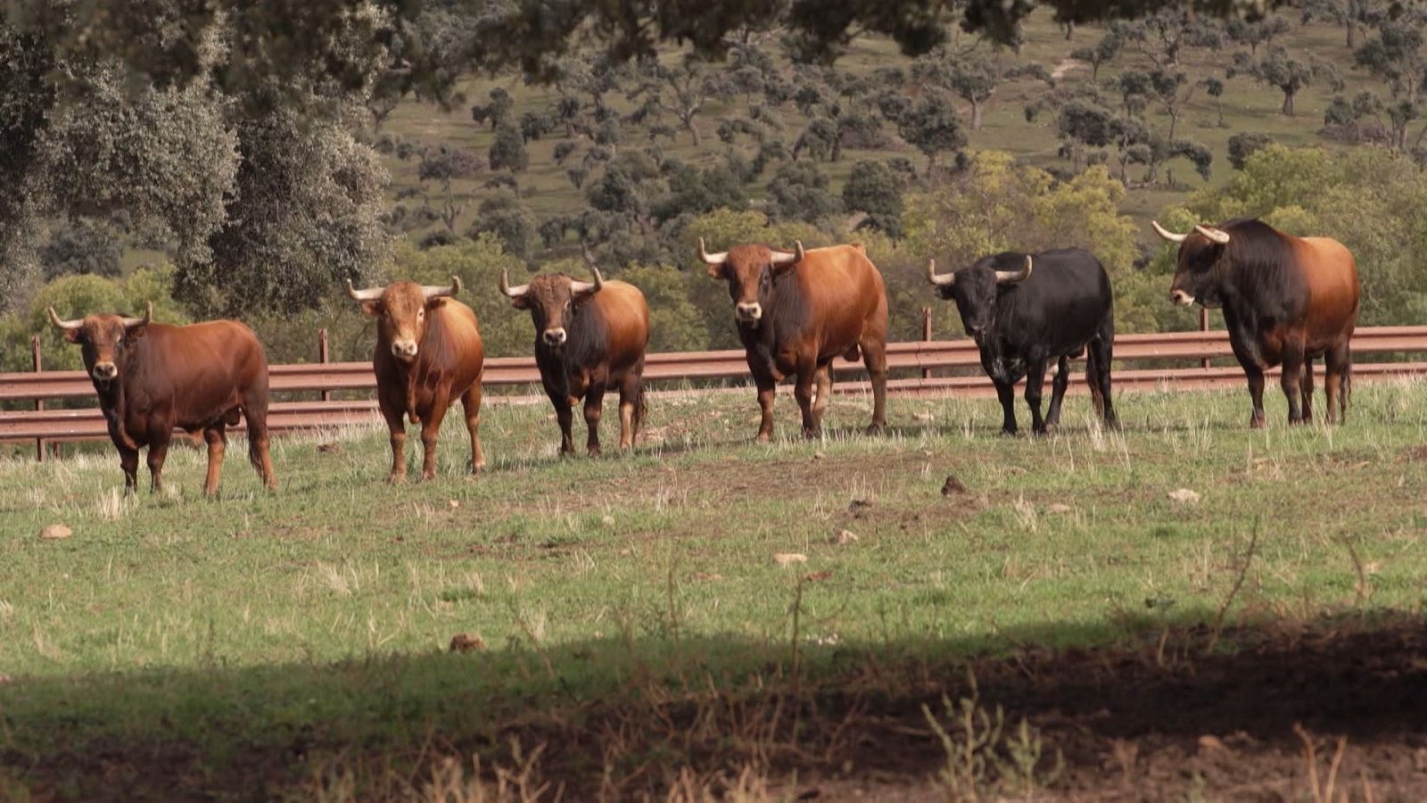 Tendido cero - 11/11/23 - ver ahora