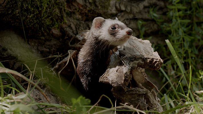 Cuaderno de campo - Cuaderno de campo - Turones y comadrejas