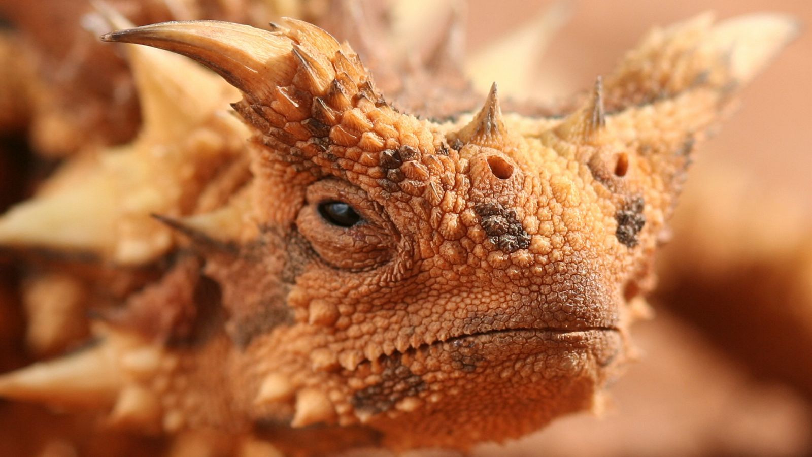 Del amanecer al crepúsculo - Episodio 6: La fiebre de la primavera en Australia - ver ahora