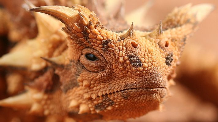 Del amanecer al crepúsculo - La fiebre de la primavera en Australia