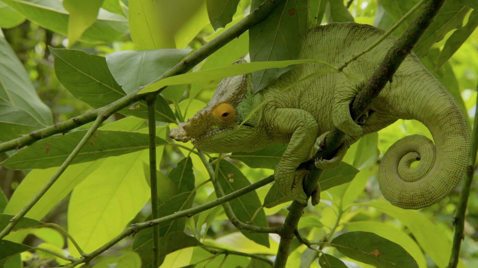 Del amanecer al crepúsculo - Episodio 7: Madagascar, lagartos y lémures - ver ahora