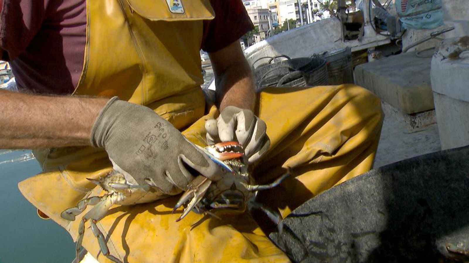 El escarabajo verde - Conviviendo con extraños - ver ahora
