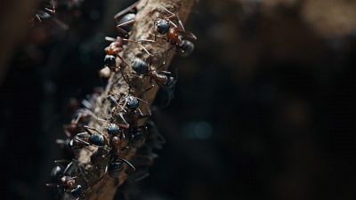 Somos documentales - El reino de las hormigas - ver ahora