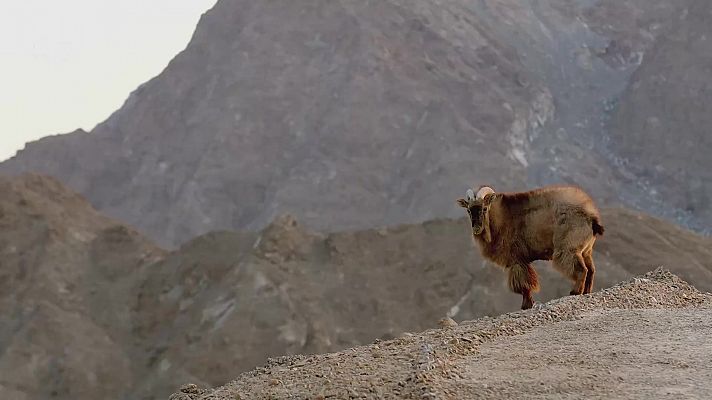 Del amanecer al crepúsculo - Arabia, el reino del sol