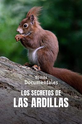 Los secretos de las ardillas