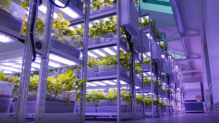 Telediario 2 - Agricultura vertical, cultivos a distintas alturas producidos en ciudades