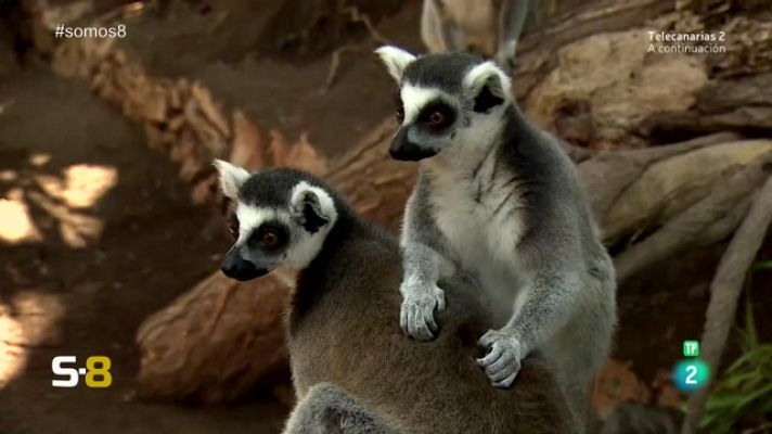 Somos 8 - Somos 8 - 20/11/2023