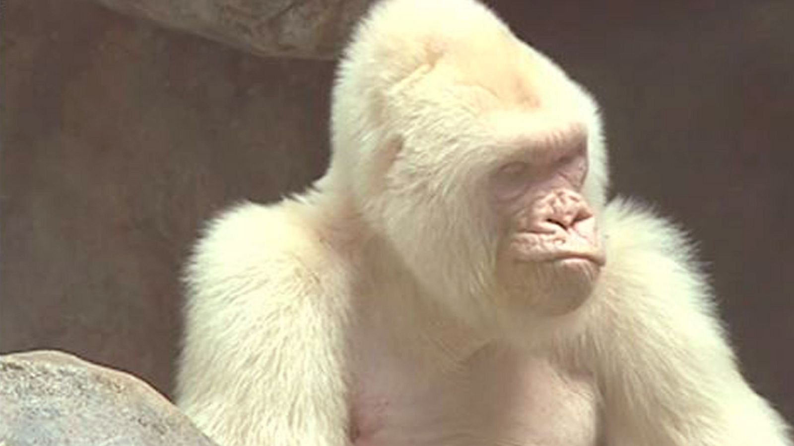 Floquet de Neu era blanc perquè els seus pares eren família