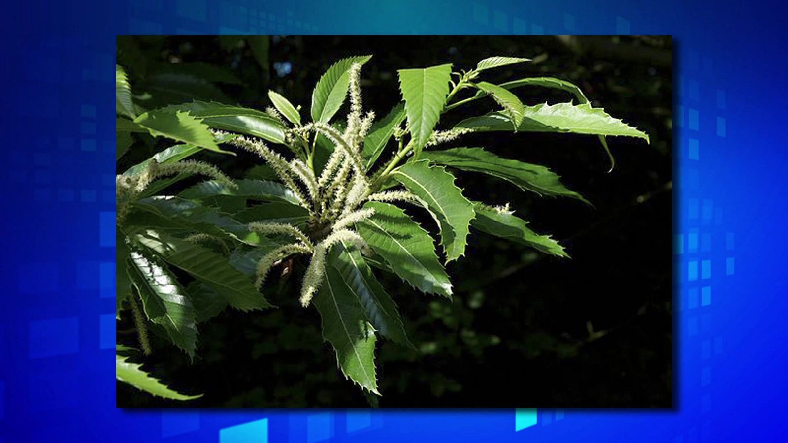 Saber y ganar - 22/11/23 - ver ahora