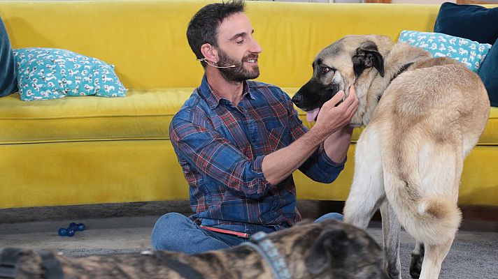 Tráiler de 'Un día de perros', programa de Dani Rovira