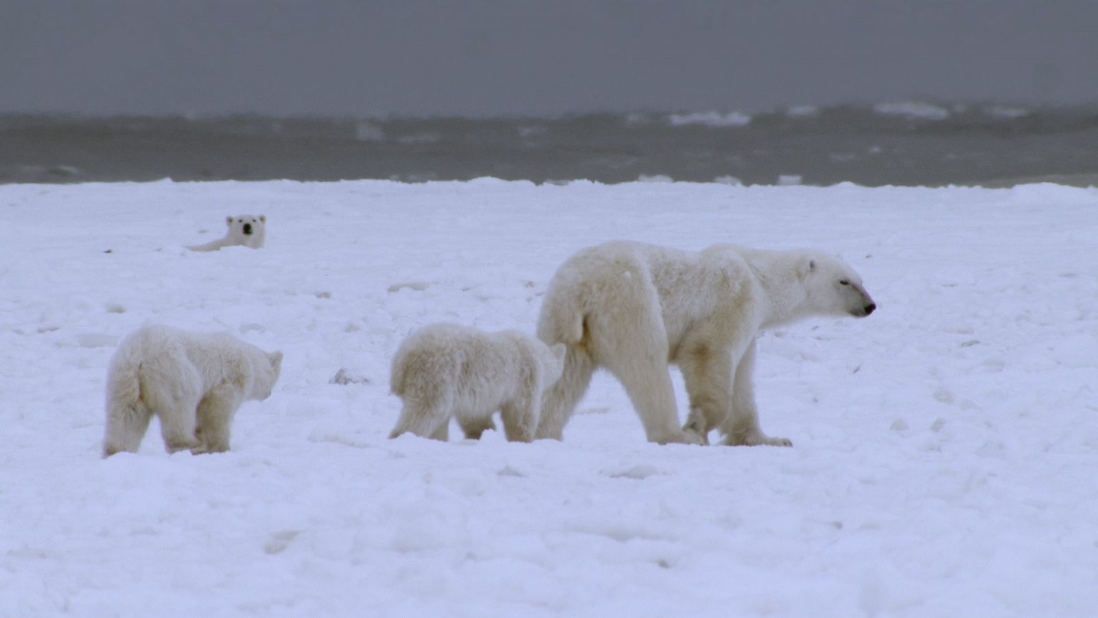 Somos documentales - El reino del oso polar