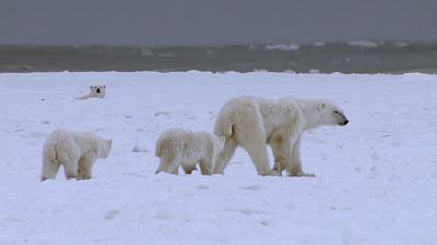 Somos documentales - El reino del oso polar - ver ahora