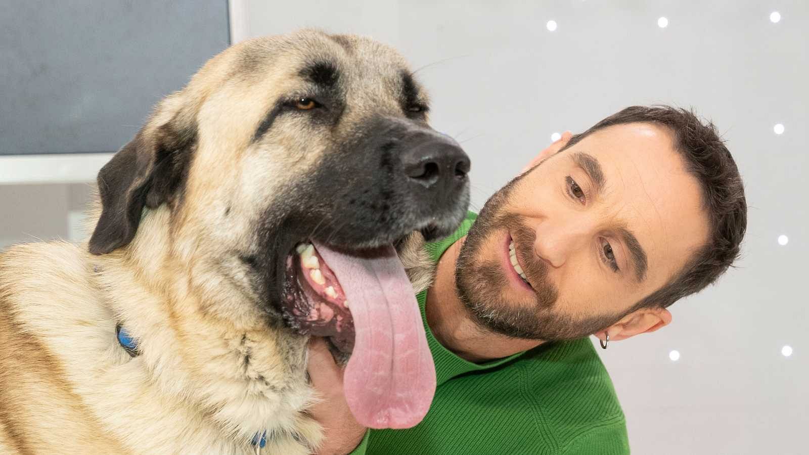 Dani Rovira nos presenta 'Un día de perros'