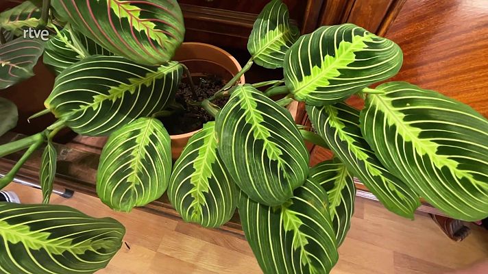 La Maranta, una planta de la família Marantaceae