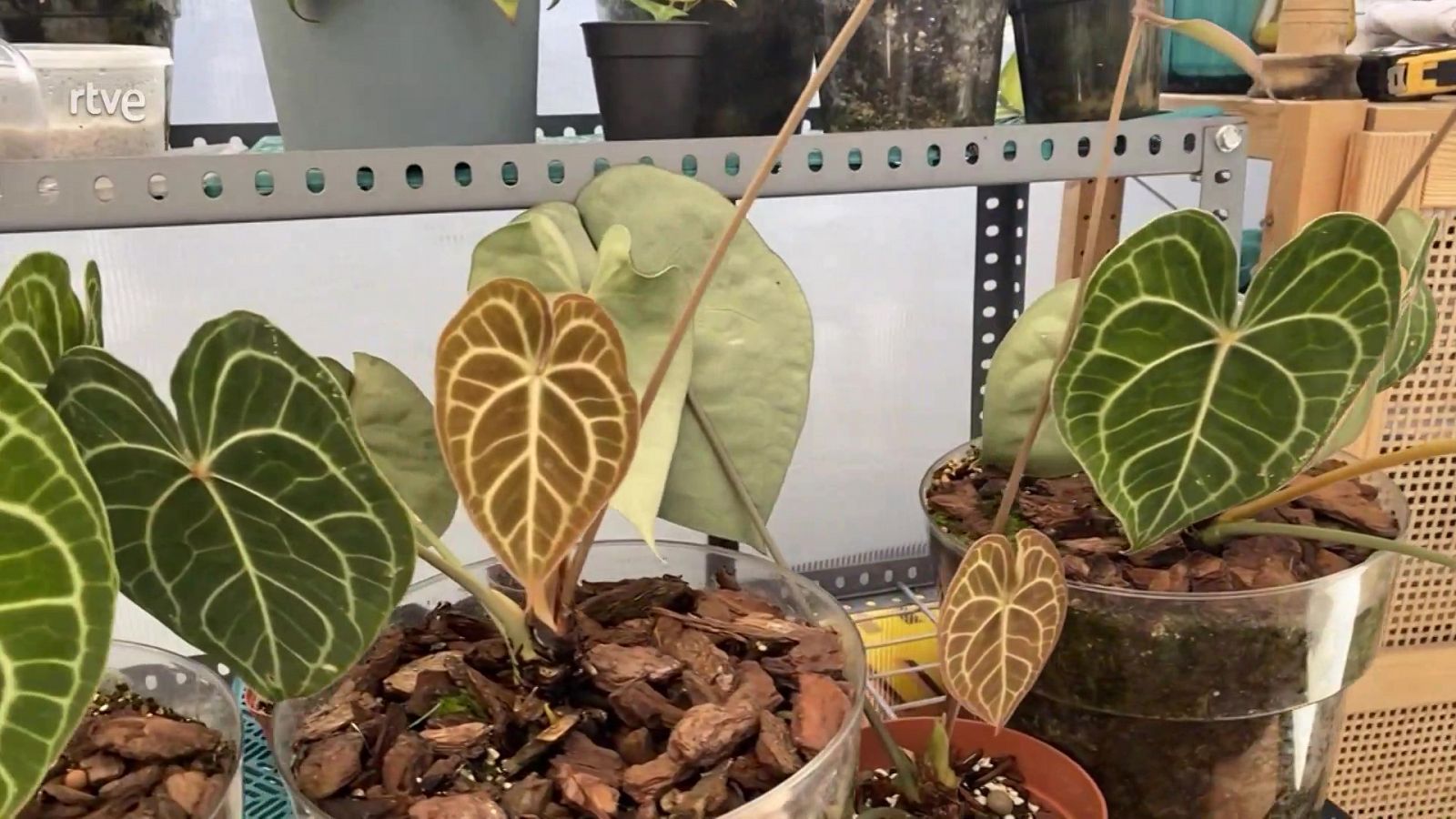 Va de Verd - L'Anthurium Clarinervium - Veure ara