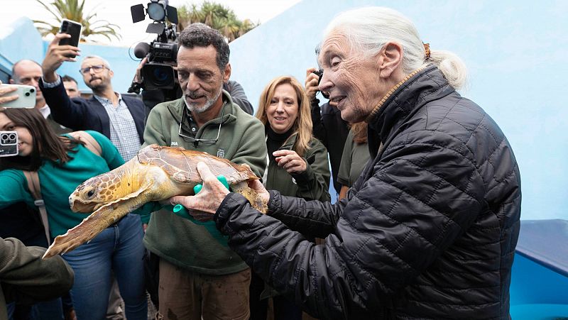 Jane Goodall visita un centro de recuperación de fauna silvestre en Tenerife