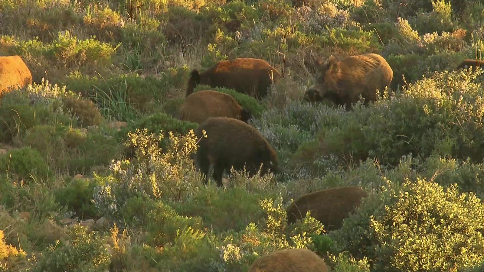 Jara y sedal - El jabalí, un gran problema - ver ahora