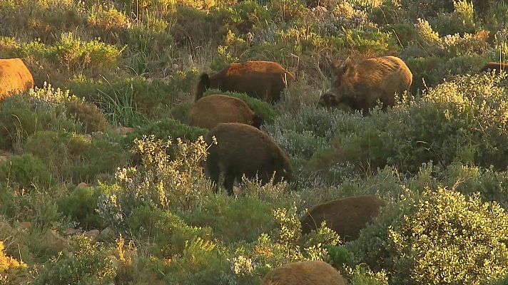 Jara y sedal - El jabalí, un gran problema