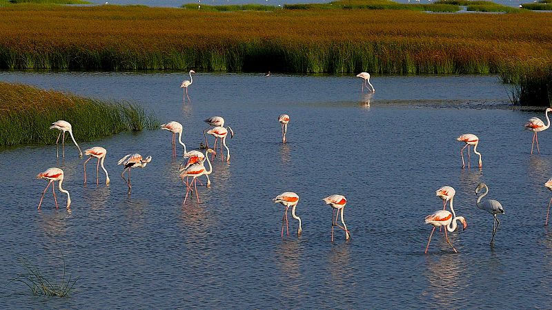 Gobierno y Junta de Andalucía llegan a un acuerdo por Doñana