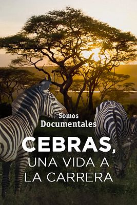 Somos Documentales - Cebras, una vida a la carrera