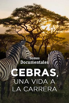 Cebras, una vida a la carrera