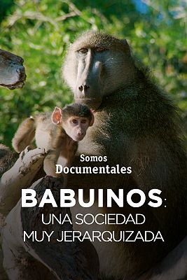 Babuinos: Una sociedad muy jerarquizada