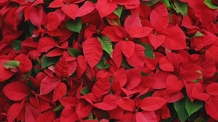 Noticias Andalucía - La flor de Navidad tiene ADN almeriense