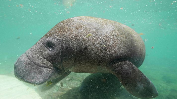 Somos documentales - Rápidos y lentos - ver ahora