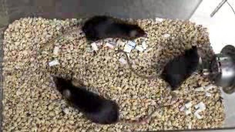 Son ratones quiméricos. Tienen cuerpo de ratón, cerebro de ratón.. e hígado humano. Los científicos del Instituto Salk (California) los han 'humanizado' para estudiar las enfermedades hepáticas.