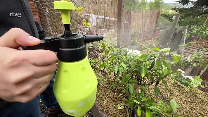 Va de verd - Fer lactobacils