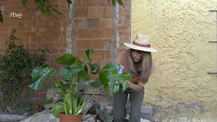 La monstera