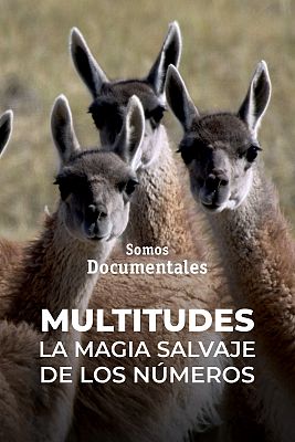 Somos Documentales - Multitudes, la magia salvaje de los números