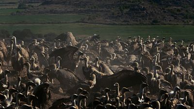 Somos documentales - Multitudes, la magia salvaje de los nmeros - ver ahora