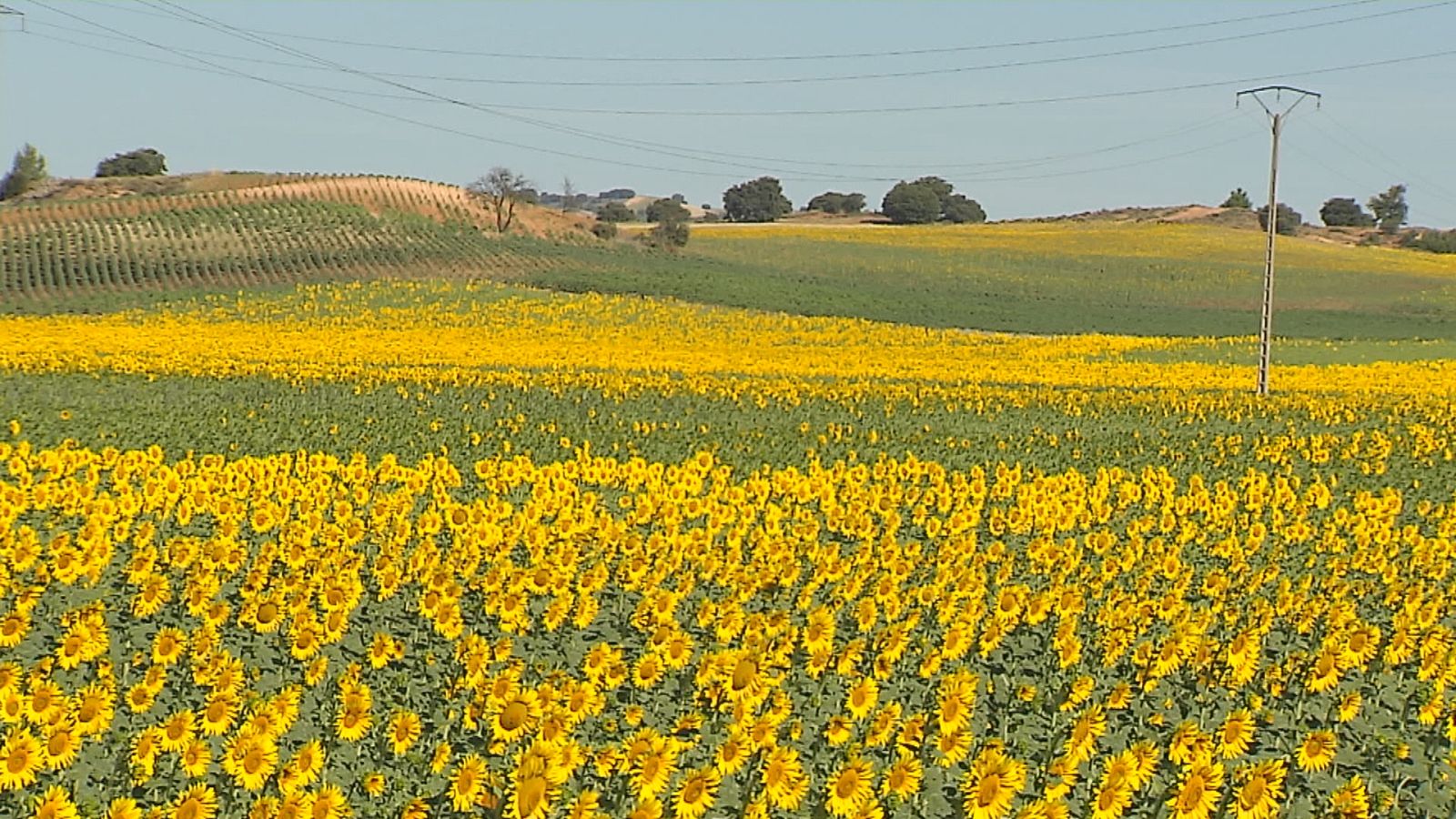 Agrosfera - 02/12/23 - ver ahora