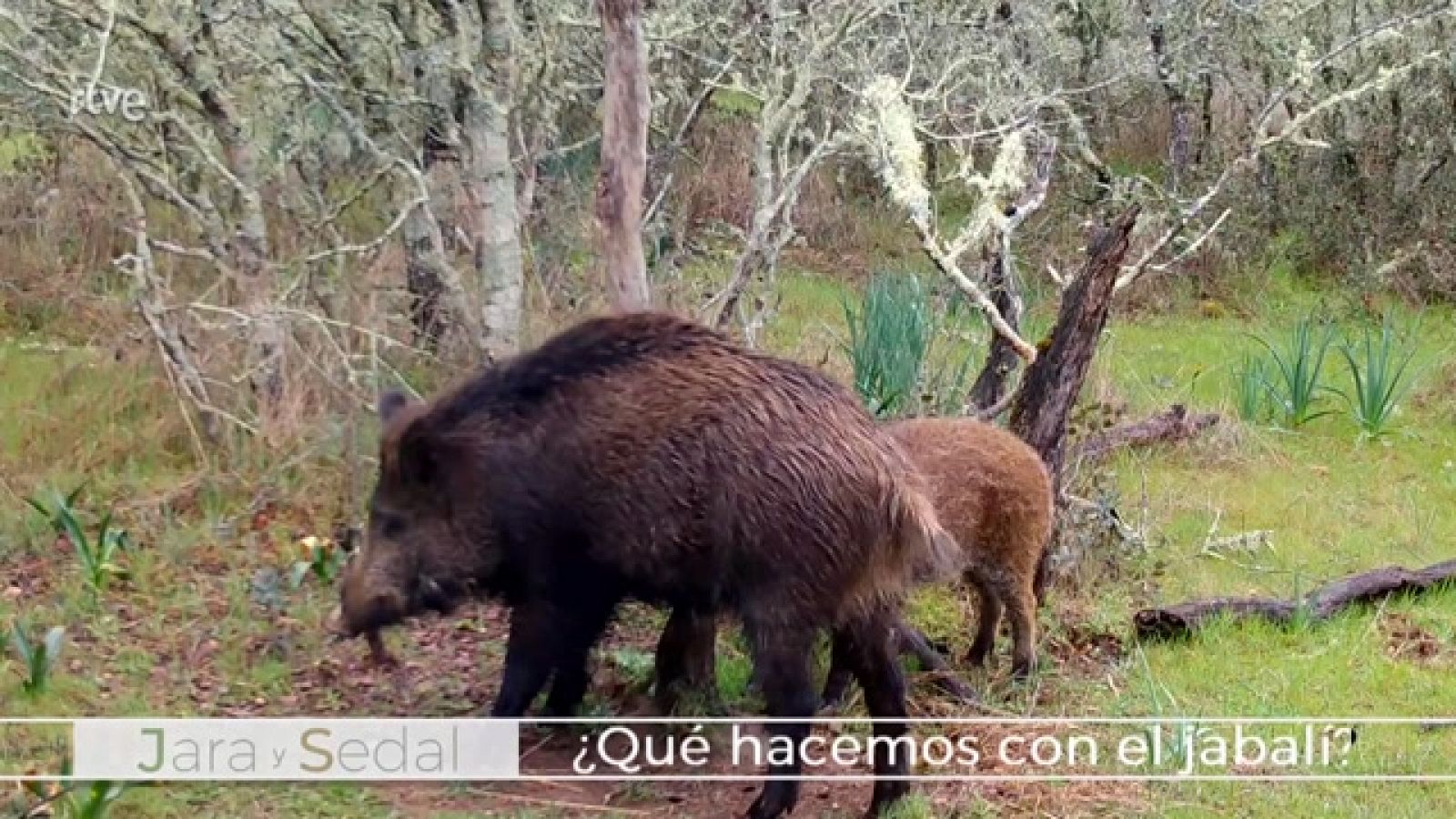Jara y sedal - ¿Qué hacemos con el jabalí? - ver ahora